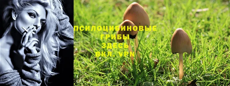 Галлюциногенные грибы Psilocybine cubensis  Богданович 